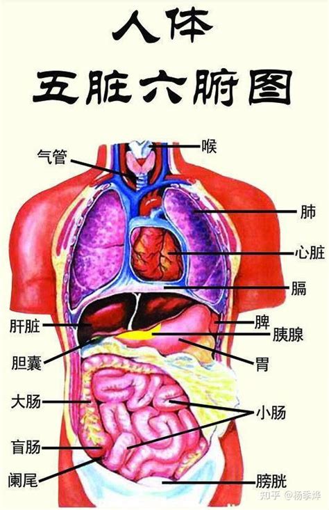 身体部位|人体内脏位置分布示意图